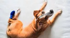 Hundekrankenversicherung Sichern Sie die Gesundheit Ihres Hundes mit der optimalen Hundekrankenversicherung – Jetzt vergleichen!
Als Hundebesitzer wissen Sie, wie wichtig die Gesundheit Ihres treuen Begleiters ist. Unfälle und Krankheiten können jederzeit auftreten und mit hohen Tierarztkosten verbunden sein. Eine Hundekrankenversicherung schützt Sie vor unerwarteten finanziellen Belastungen und sorgt dafür, dass Ihr Hund die bestmögliche medizinische Versorgung erhält. Mit unserem Vergleichsportal finden Sie schnell und unkompliziert die passende Hundekrankenversicherung, die perfekt zu Ihren Bedürfnissen und Ihrem Budget passt.
Die Hundekrankenversicherung bietet Ihnen umfassenden Schutz für Ihre Fellnase. Dazu gehören Leistungen wie die Erstattung von Tierarztkosten, Operationen, Medikamente und sogar alternative Heilmethoden. Egal, ob Ihr Hund einen Routinecheck benötigt oder eine ernsthafte Erkrankung behandelt werden muss – mit einer Hundekrankenversicherung sind Sie bestens abgesichert.
Unser benutzerfreundlicher Vergleichsrechner ermöglicht es Ihnen, die Angebote verschiedener Anbieter einfach miteinander zu vergleichen. Innerhalb weniger Klicks erhalten Sie eine Übersicht über die besten Tarife, die auf die Bedürfnisse Ihres Hundes zugeschnitten sind. Vergleichen Sie nicht nur die Preise, sondern auch die Leistungen und Bedingungen der verschiedenen Policen. So finden Sie die optimale Lösung für die Gesundheit Ihres Vierbeiners.
Wussten Sie, dass viele Versicherer spezielle Zusatzleistungen anbieten? Dazu gehören beispielsweise eine 24/7-Telefonberatung, Impfungen oder sogar eine Kostenübernahme für alternative Therapien wie Physiotherapie oder Akupunktur. Diese zusätzlichen Leistungen machen die Hundekrankenversicherung besonders wertvoll und sorgen dafür, dass Ihr Hund die bestmögliche Pflege erhält.
Profitieren Sie von unseren umfangreichen Informationen und unabhängigen Bewertungen, die Ihnen helfen, die richtige Entscheidung zu treffen. Besuchen Sie unser Vergleichsportal und entdecken Sie die Hundekrankenversicherung, die am besten zu Ihnen und Ihrem Hund passt. Sichern Sie sich und Ihrem treuen Begleiter die optimale Gesundheitsversorgung – vergleichen Sie jetzt und finden Sie die besten Angebote! Ihre ideale Hundekrankenversicherung wartet auf Sie!